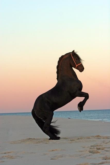 Photo:  horse on the beach